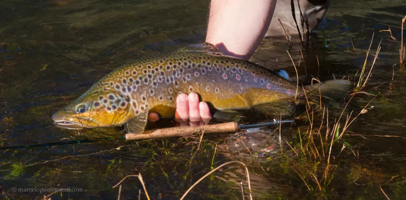 Orvis Week at Chimalfe Patagonia Lodge